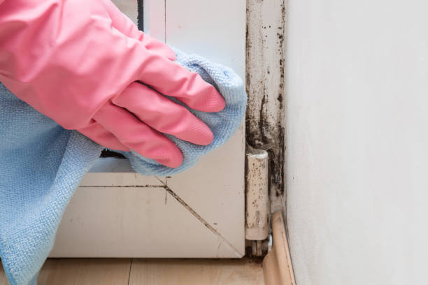 Professional Mold Remediation in Redby, MN