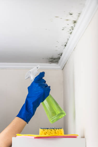Best Mold Remediation for Schools in Redby, MN