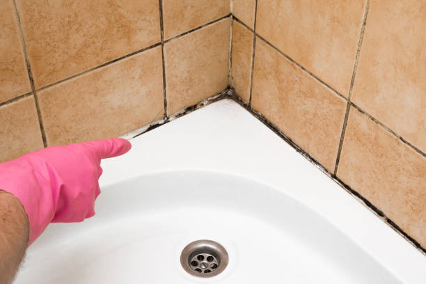 Trusted Redby, MN Mold Remediation Experts